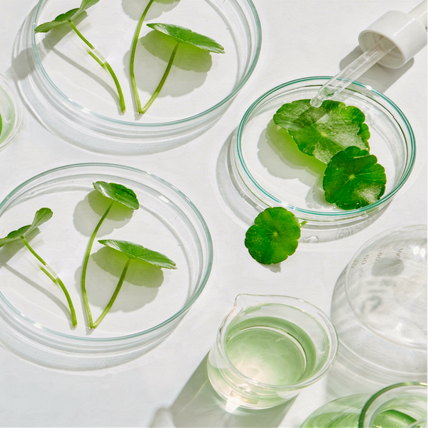Centella Asiatica